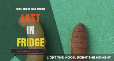 The Lifespan of Wax Worms in Your Refrigerator: A Complete Guide