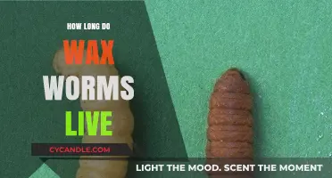 Unveiling the Lifespan Mystery of Wax Worms: A Comprehensive Guide
