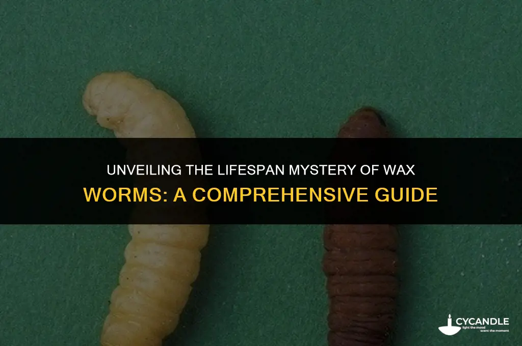 how long do wax worms live