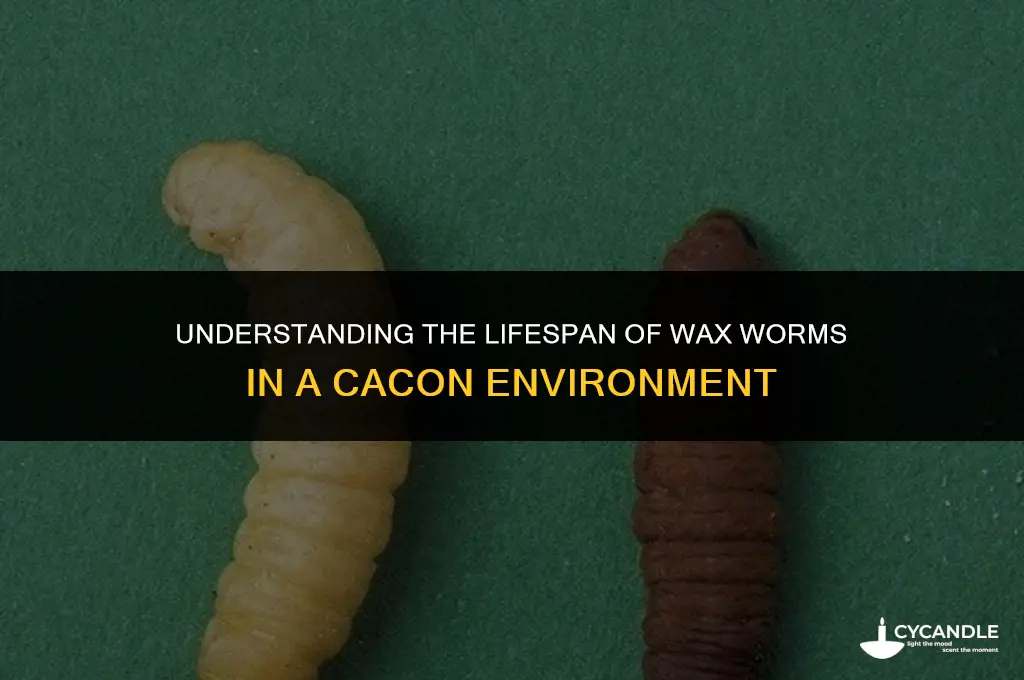 how long do wax worms stay in a cacon