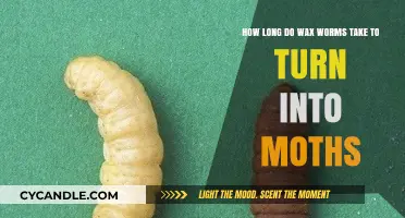 From Larvae to Lepidoptera: The Wax Worm's Journey to Mothdom