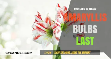 Maximizing Beauty: The Lifespan of Waxed Amaryllis Bulbs Explained