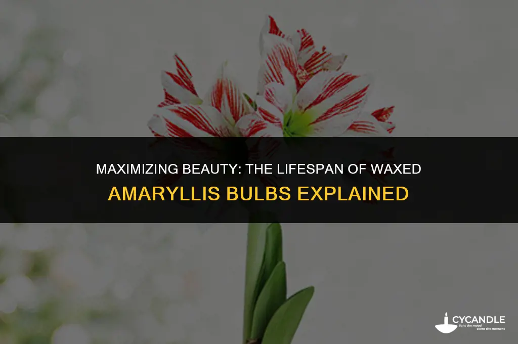 how long do waxed amaryllis bulbs last