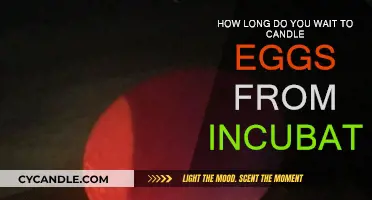 Candling Eggs: When to Start Checking for Fertility
