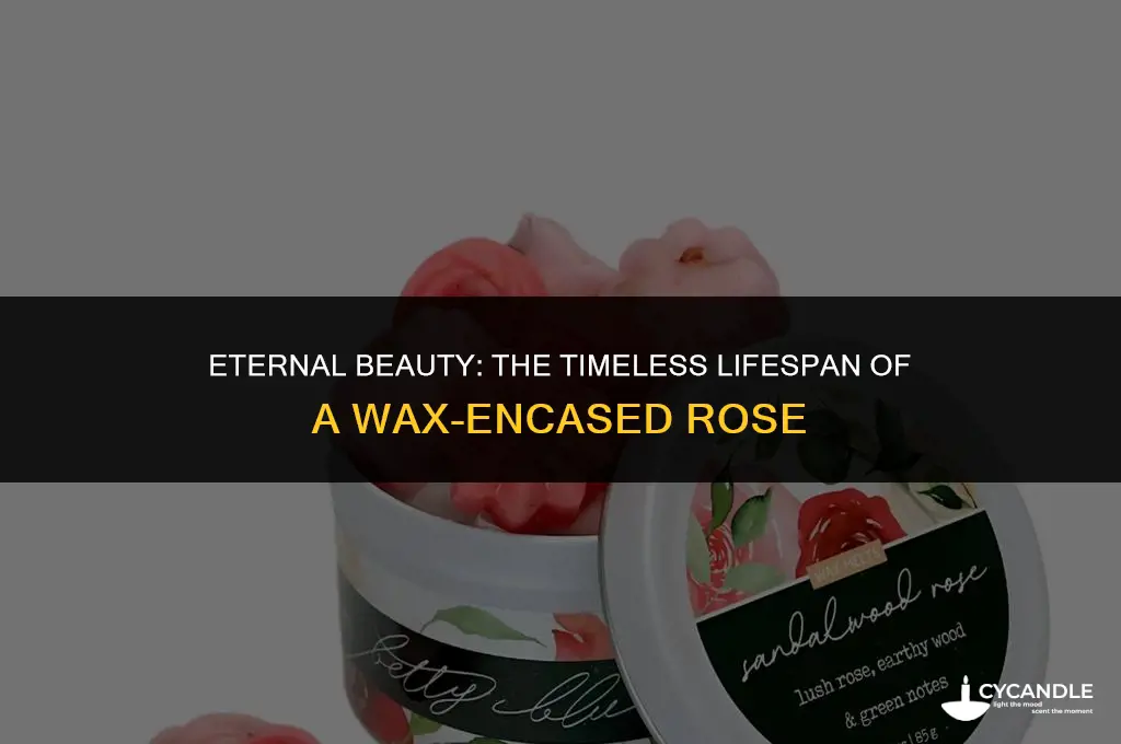 how long does a rose encased in wax last