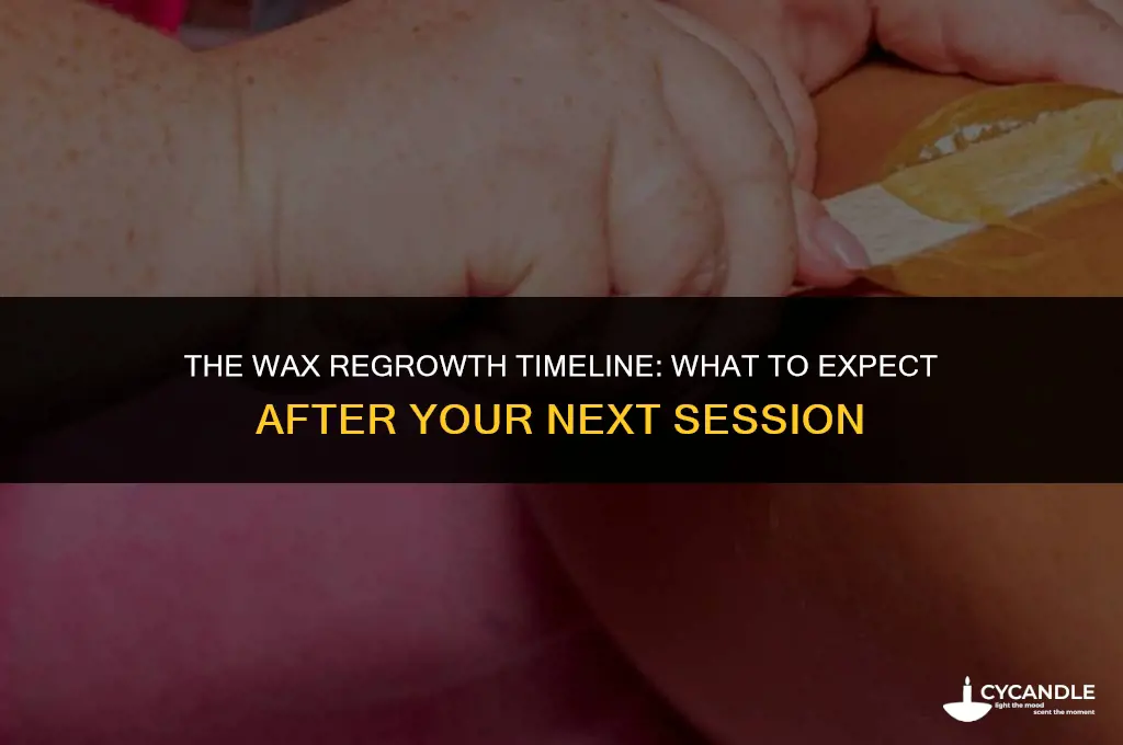 how long does a wax take to grow back