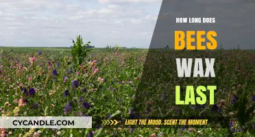 The Timeless Shelf Life of Beeswax: A Natural Wonder