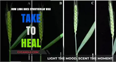 Epicuticular Wax Healing Time: What to Expect After Application