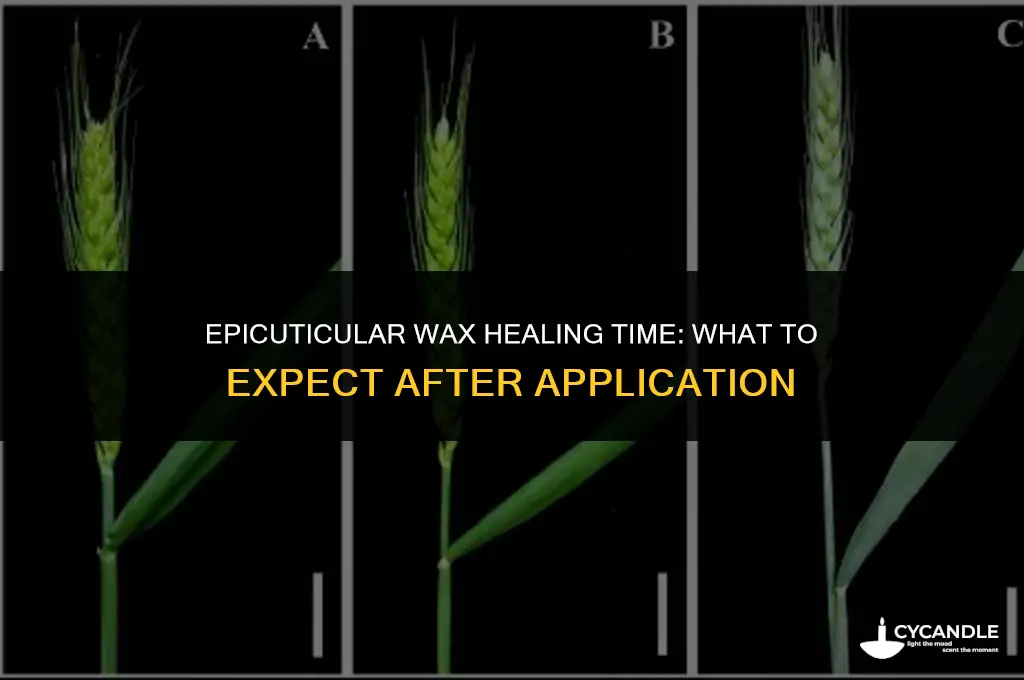 how long does epicuticular wax take to heal