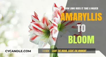 From Wax to Bloom: The Amaryllis Journey Unveiled