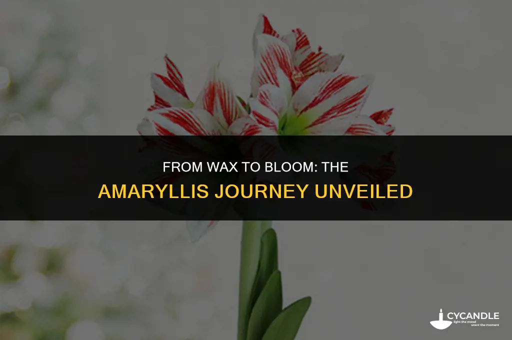 how long does it take a waxed amaryllis to bloom