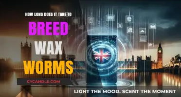 From Larva to Cocoons: The Wax Worm Breeding Timeline Explained