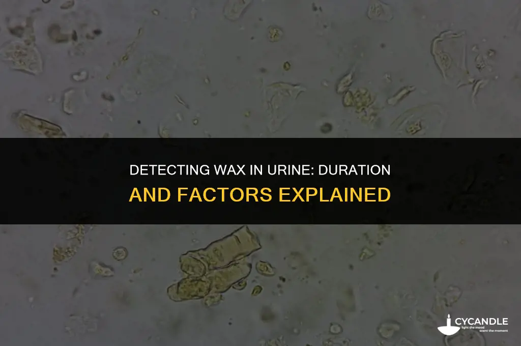 how long does wax stay in urine