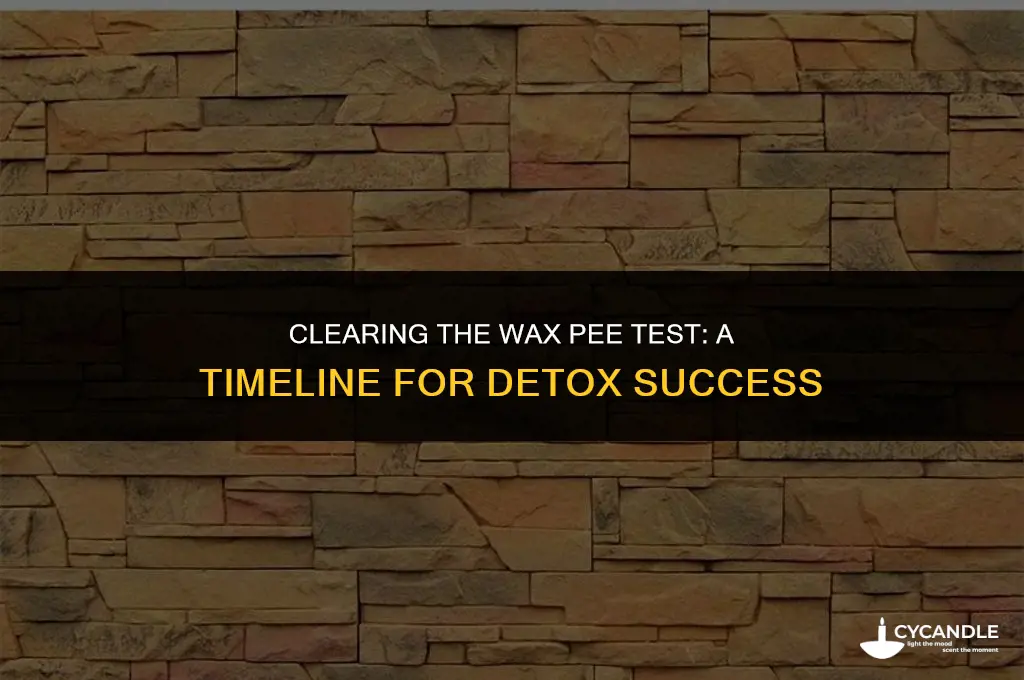 how long to get clean from wax pee test