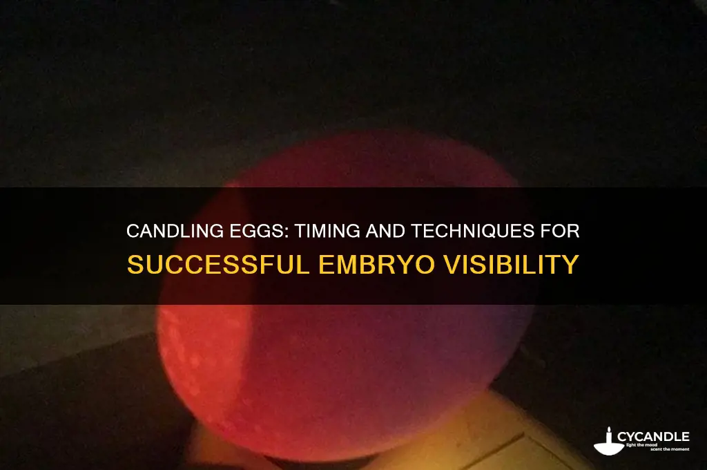 how long until you can candle an egg