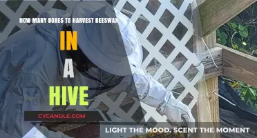 Efficient Beeswax Harvesting: Optimal Box Count for Your Hive