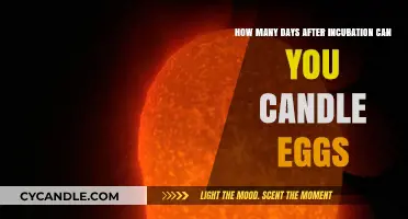 Candling Eggs: When to Check After Incubation Begins
