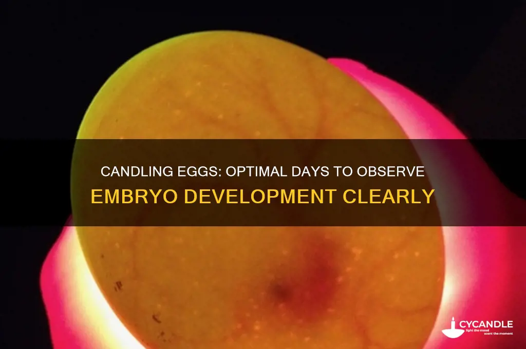 how many days can you candle and see develop