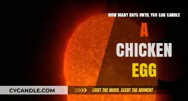Candling Chicken Eggs: Timing and Techniques for Successful Hatching