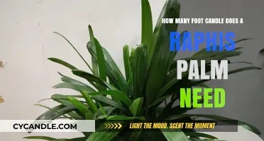 Brightening Up Raphis Palms: How Much Light Do They Need?