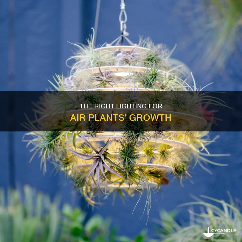 how many foot candles air plant