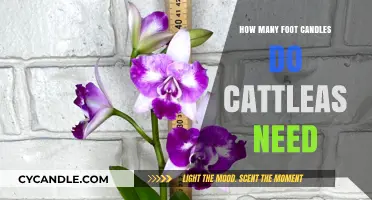 Brightening Up for Cattleyas: Foot-Candles for Blooming