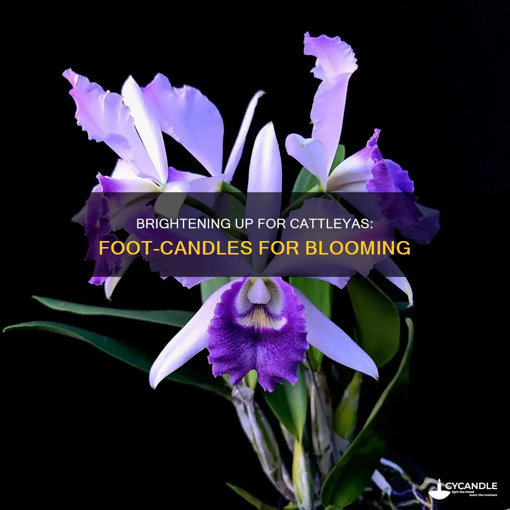 how many foot candles do cattleas need