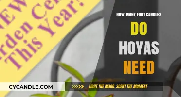 Hoyas' Brightness: How Many Foot-Candles Do They Need?