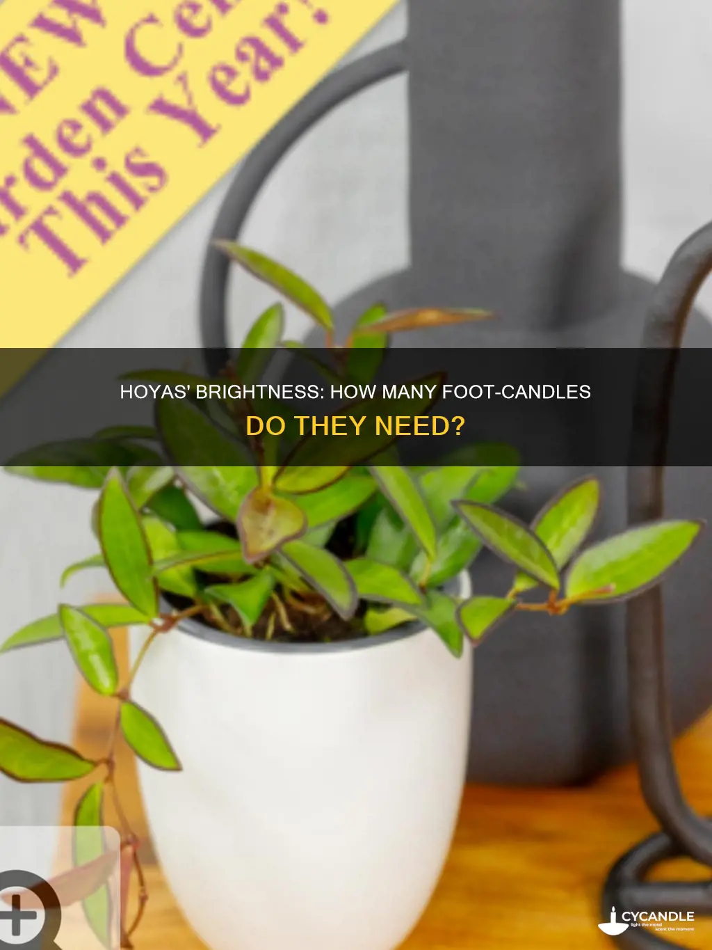 how many foot candles do hoyas need
