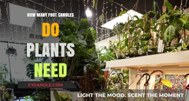 Brightening Up Your Plants' Life