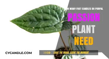 Brightening Up Purple Passion: Foot-Candle Requirements