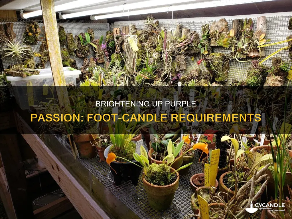 how many foot candles do purpal passion plant need