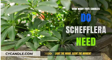 Brightening Up Your Schefflera: How Many Foot-Candles?