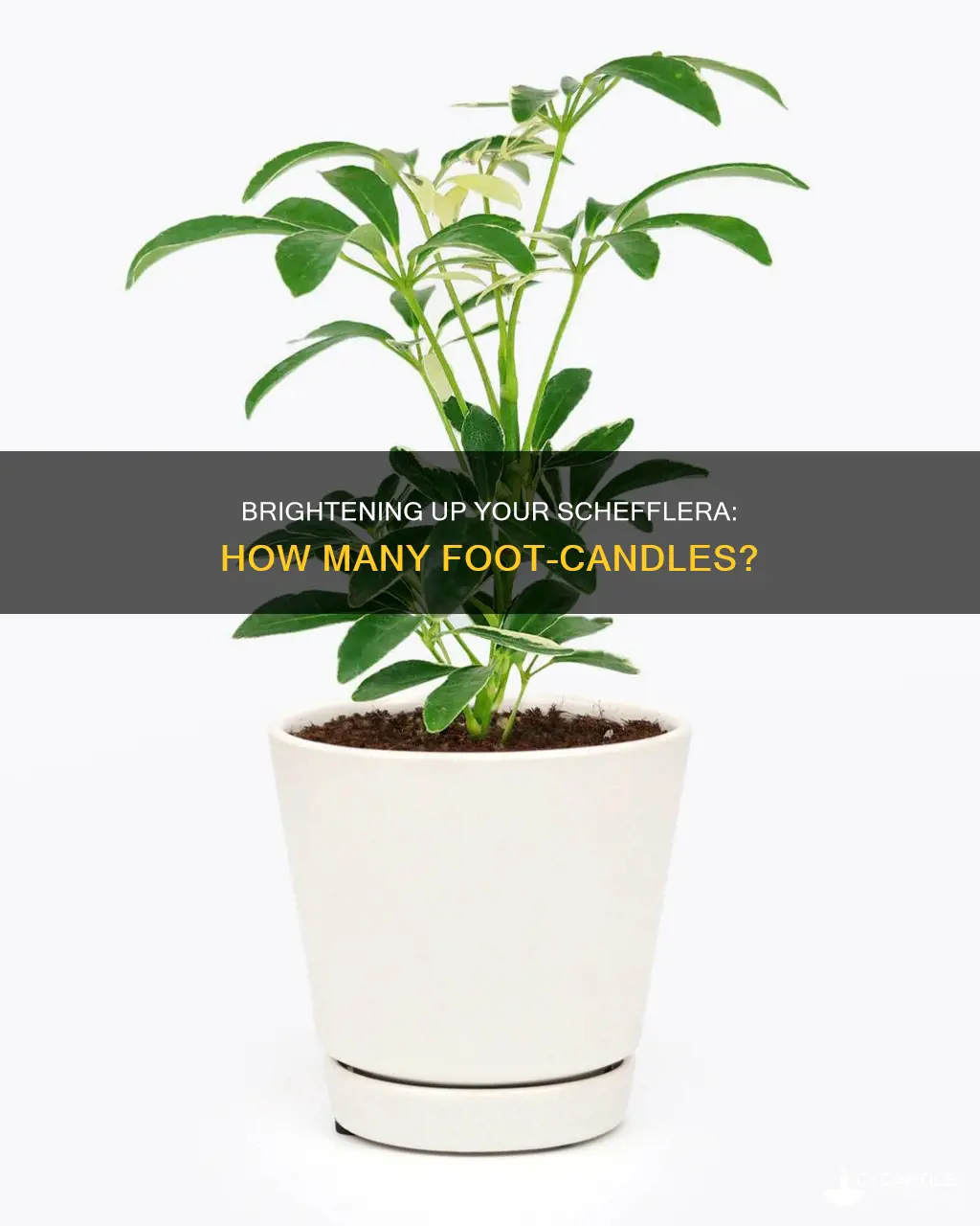 how many foot candles do schefflera need