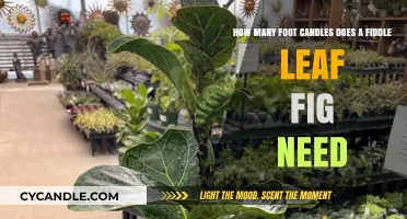 Brightening Up Your Fiddle Leaf Fig: Foot-Candle Requirements