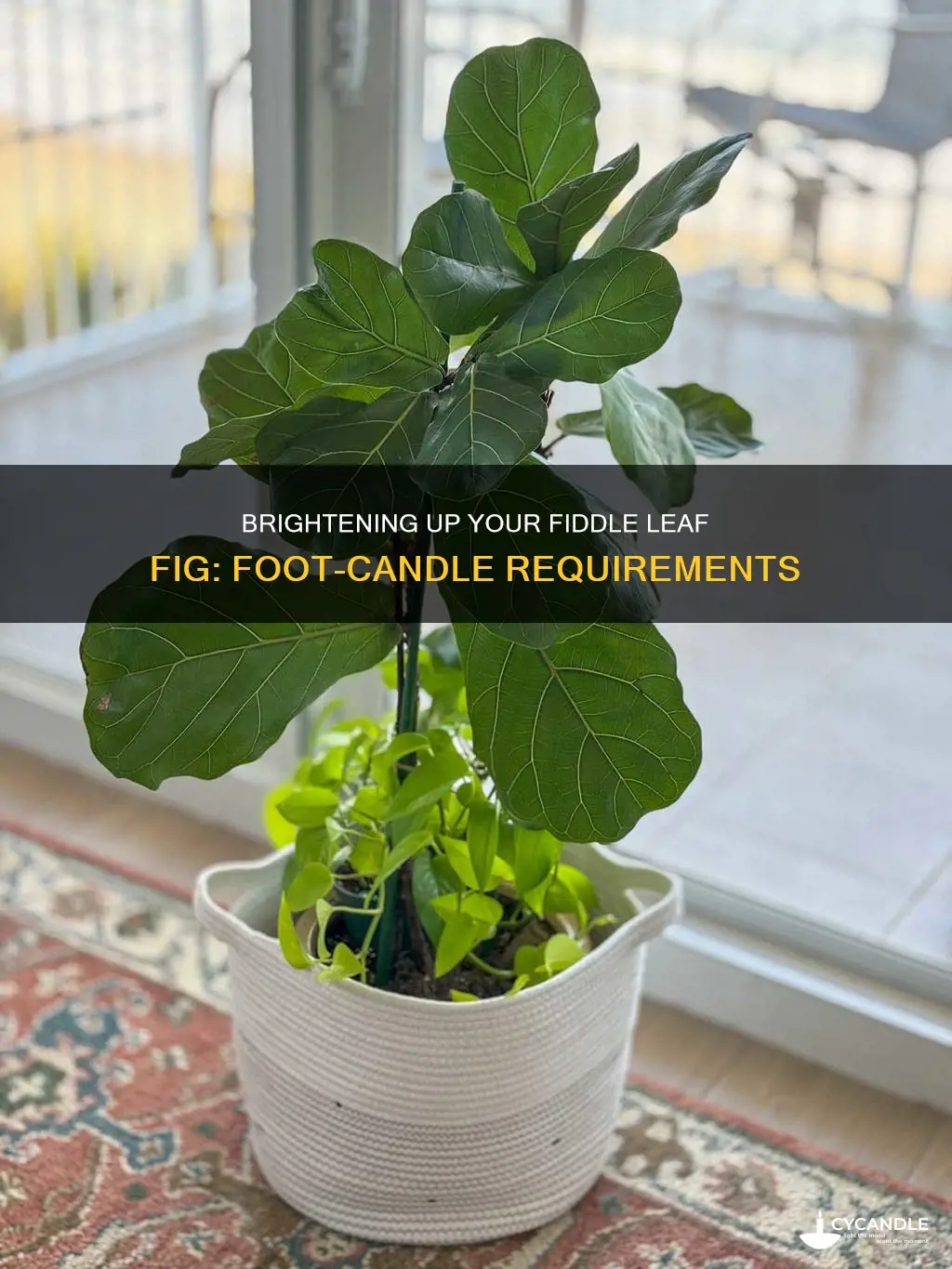 how many foot candles does a fiddle leaf fig need