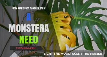 Brightening Up Your Monstera: Foot-Candles Needed