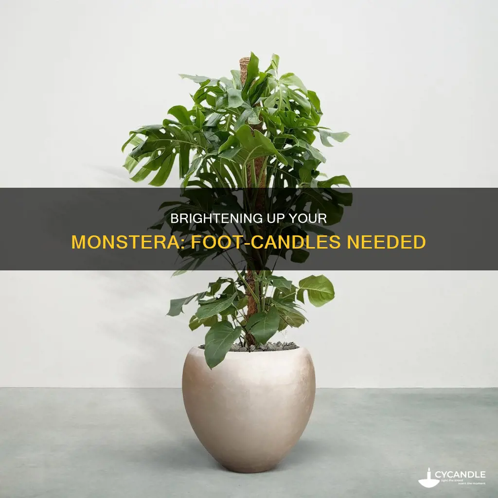 how many foot candles does a monstera need