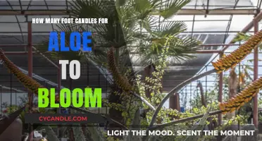Brightening Your Aloe: Foot-Candles for Blooming