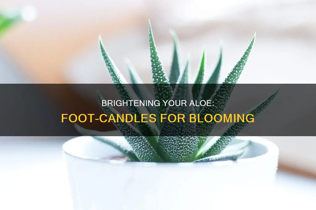 how many foot candles for aloe to bloom