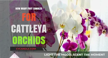 Brightening Up Your Cattleya: How Many Foot-Candles?