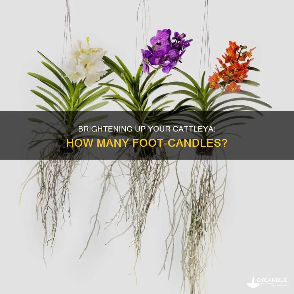 how many foot candles for cattleya orchids