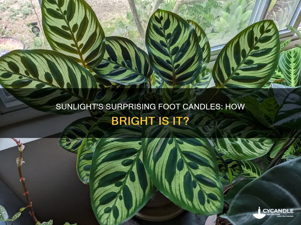 how many foot candles is direct sunlight