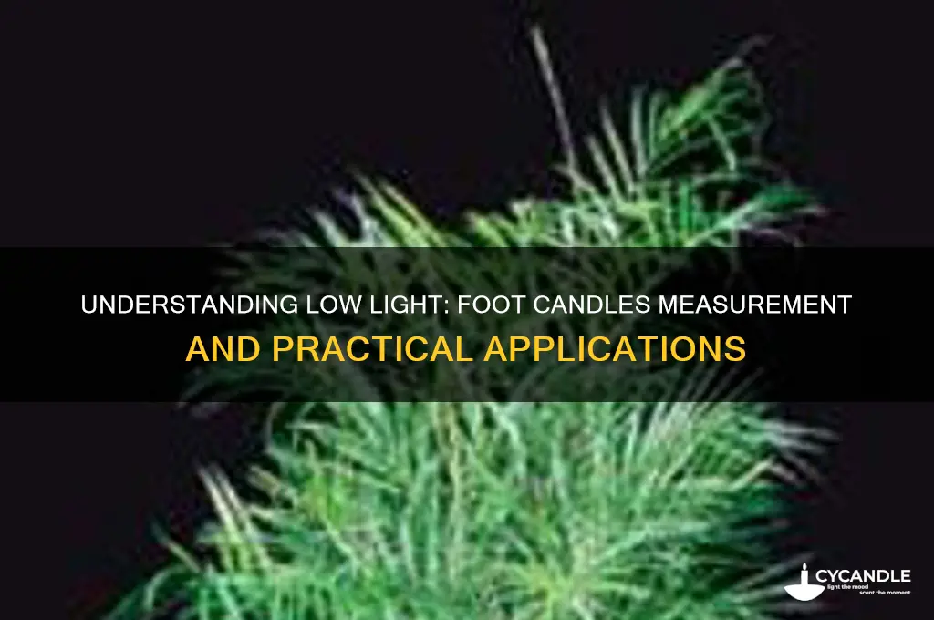 how many foot candles is low light