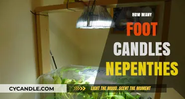 Brightening Carnivorous Plants: Foot-Candles for Nepenthes