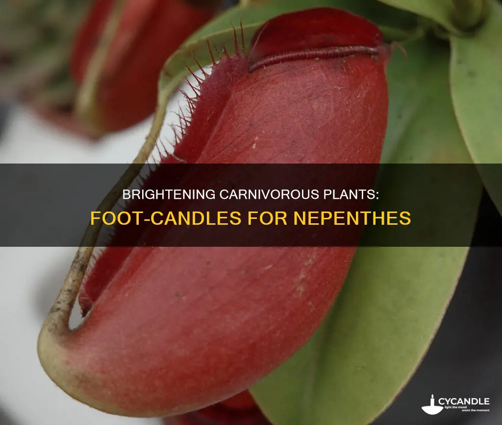 how many foot candles nepenthes