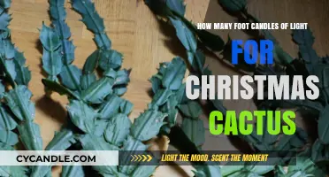 Optimal Light Levels for Thriving Christmas Cactus: Foot Candles Guide