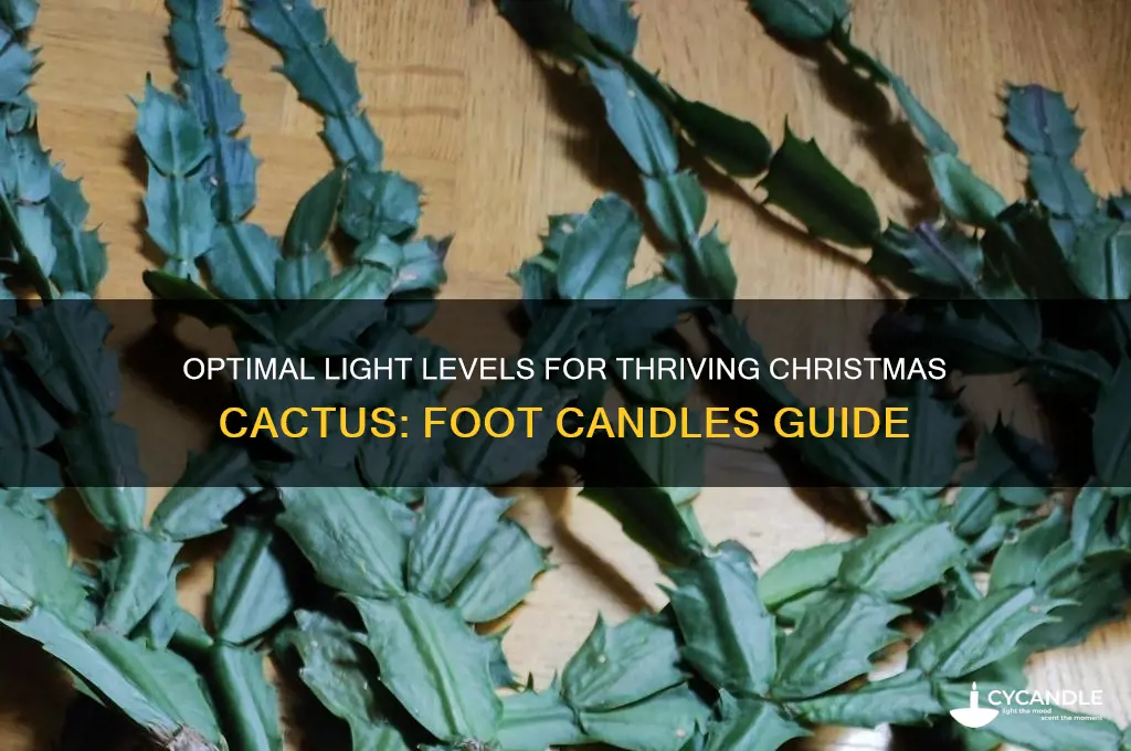 how many foot candles of light for christmas cactus