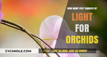 Optimal Foot Candle Lighting for Healthy Orchid Growth and Blooming