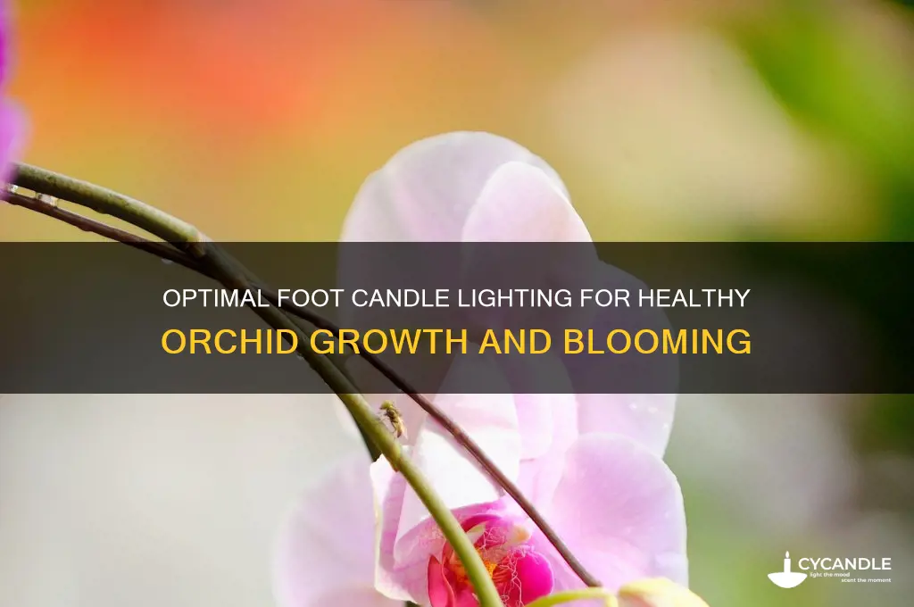 how many foot candles of light for orchids